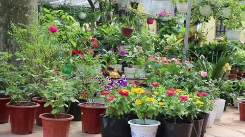 Flowers bloom in the garden Stock Footage 58626377