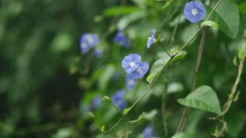 Flowers in bloom garden Video stock 139271807
