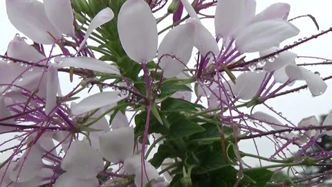 Flowers bloom in the garden Stock Footage 141095183