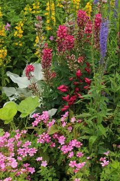 Flowers in bloom in garden,summertime Foto stock