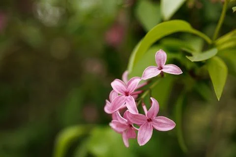 Flowers bloom in a natural setting during the spring season with vibrant co.. Stock Photos