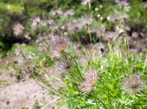 Flowers bloom pasqueflower Foto stock
