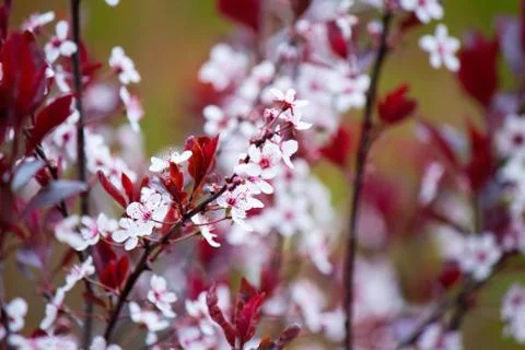 Flowers in bloom Stock Photos