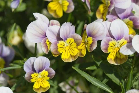 Flowers in Bloom Stock Photos