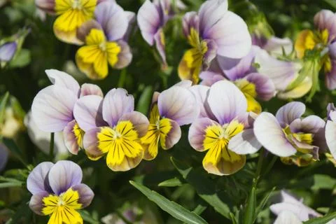 Flowers in Bloom Stock Photos