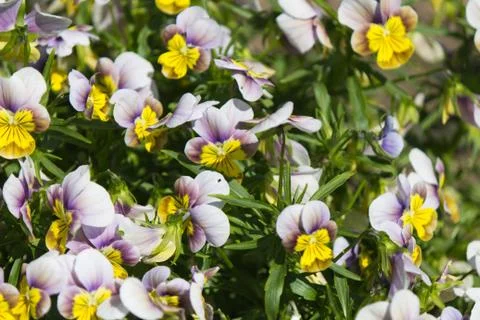 Flowers in Bloom Stock Photos