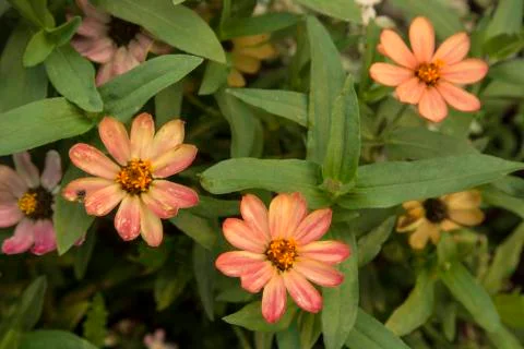 Flowers in bloom. Stock Photos