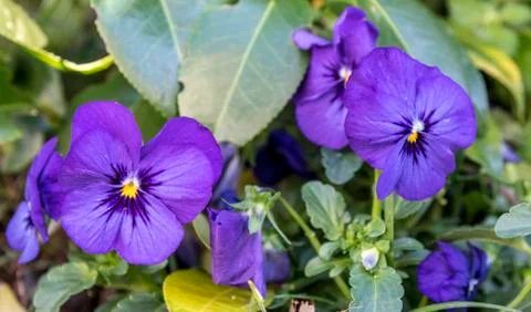 Flowers In Bloom Stock Photos