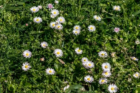 Flowers in Bloom Stock Photos