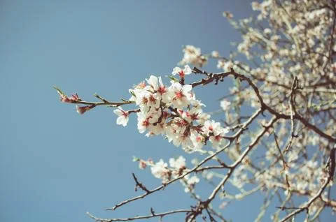 Flowers in bloom Stock Photos