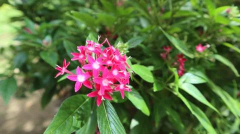 Flowers Bloom Stock Photos