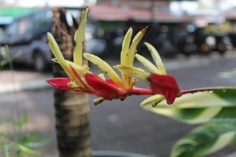 Flowers in bloom  Stock Photos