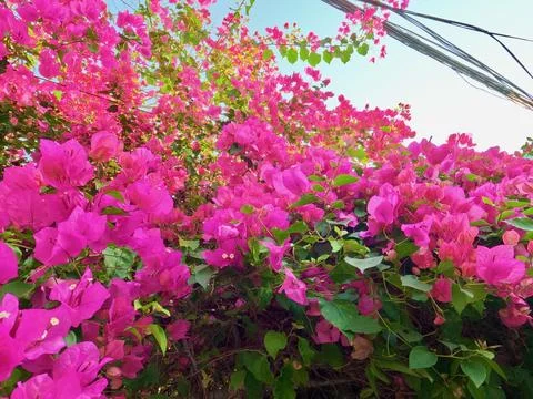 Flowers in Bloom Stock Photos
