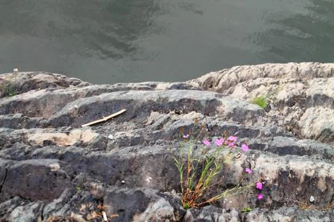 Flowers bloom on the rocks Stock Photos