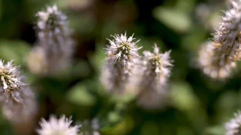 Flowers in bloom  seen from above Stock Footage 93479274