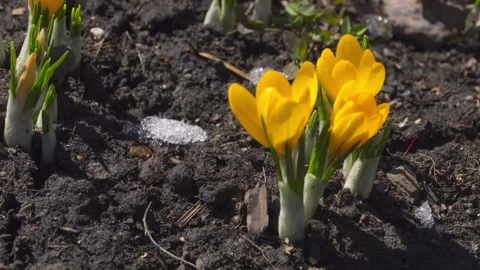 Flowers bloom in the snow Stock Footage 273509015