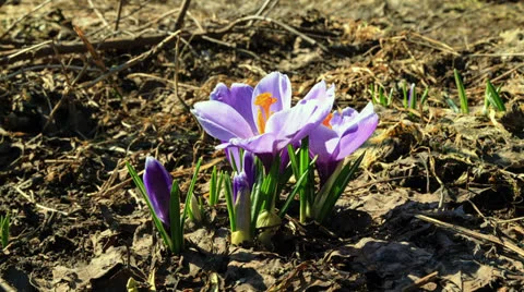 Flowers bloom in spring Video stock 23166748