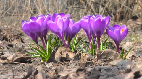 Flowers Bloom In Spring Stock Footage 36745650