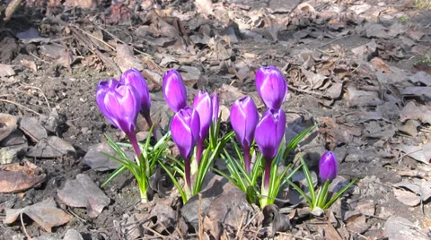 Flowers Bloom In Spring Stock Footage 36752063