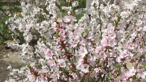 Flowers bloom in spring. Stock Footage 197549739