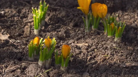 Flowers bloom in spring Stock Footage 219246647