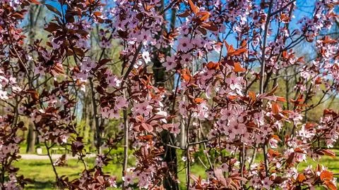 Flowers bloom in spring on a fruit tree Stock Photos