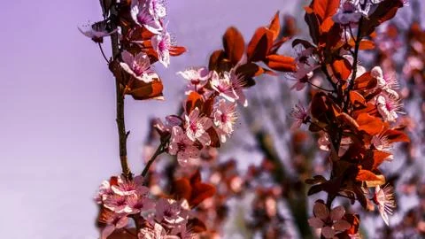 Flowers bloom in spring on a fruit tree Stock Photos