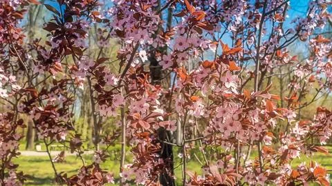 Flowers bloom in spring on a fruit tree Stock Photos
