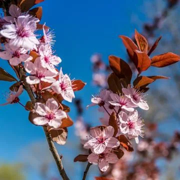 Flowers bloom in spring on a fruit tree Stock Photos
