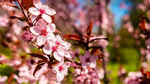 Flowers bloom in spring on a fruit tree Stock Photos