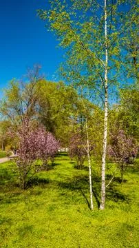 Flowers bloom in spring on a fruit tree Stock Photos