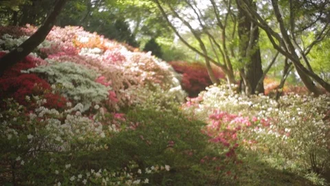 Flowers Bloom in Spring Garden Meadow Stock Footage
