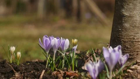Flowers bloom in spring Stock Photos