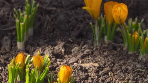 Flowers bloom, spring timelapse Stock Footage 211876327