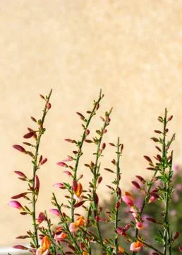 Flowers bloom in the spring in trees Stock Photos