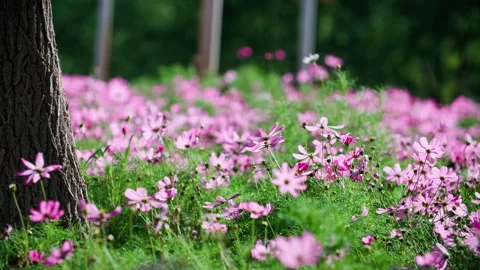 Flowers that bloom in summer - micro-style mulberry bushes Stock Footage 257866044