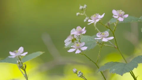 Flowers in bloom swaying in the wind Stock Footage 121657927