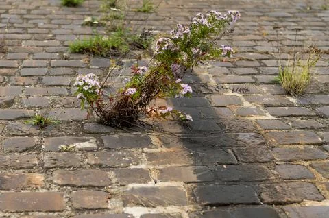 Flowers bloom through the brick. Stock Photos