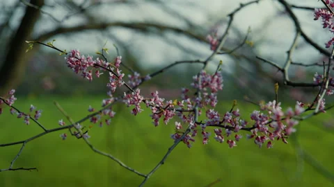 Flowers Bloom on a Tree In the Spring Slow Motion 4K Stock Footage 308394449