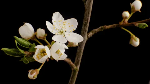Flowers bloom on a tree. Time lapse 4K Stock Footage 128561757