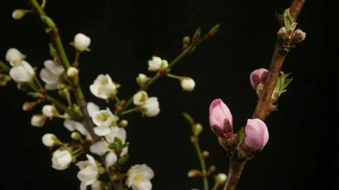 Flowers bloom on a tree. Time lapse 4K Stock Footage 128853326