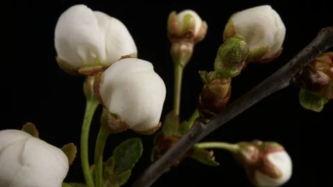Flowers bloom on a tree. Time lapse 4K Stock Footage 129471767