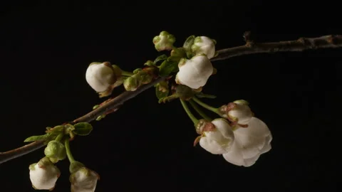 Flowers bloom on a tree. Time lapse 4K Stock Footage 129477644