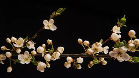 Flowers bloom on a tree. Time lapse 4K Stock Footage 131003347