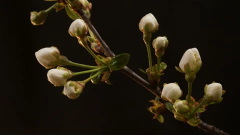 Flowers bloom on a tree. Time lapse 4K Stock Footage 131946375