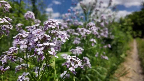 Flowers bloom under a blue sky against a backdrop of clouds and greenery Stock Footage 337131287