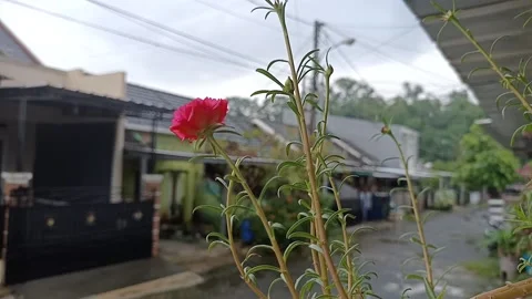 Flowers bloom under the cloudy sky Stock Footage 149811420