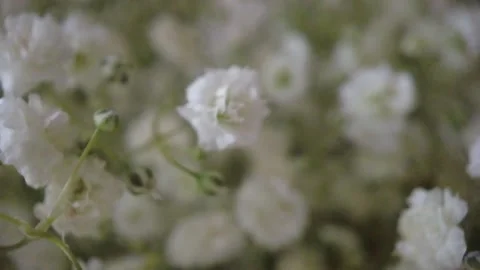 Flowers in bloom in a vase. soft focus Stock Footage 152235556