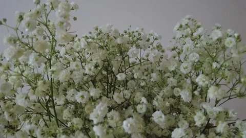 Flowers in bloom in a vase. - Tilt down Stock Footage 152235742