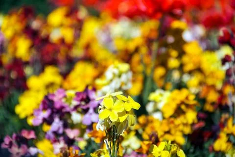 The flowers that bloom when spring comes are colorful Stock Photos